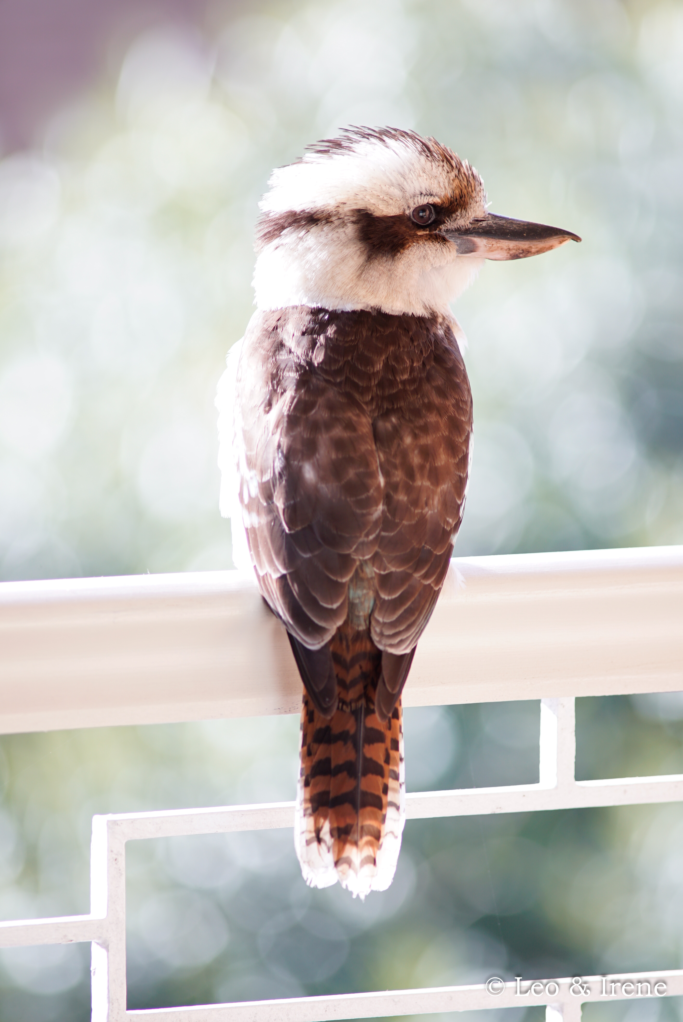 Laughing Kookaburra